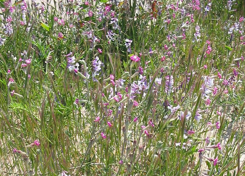 Silene colorata / Silene colorata